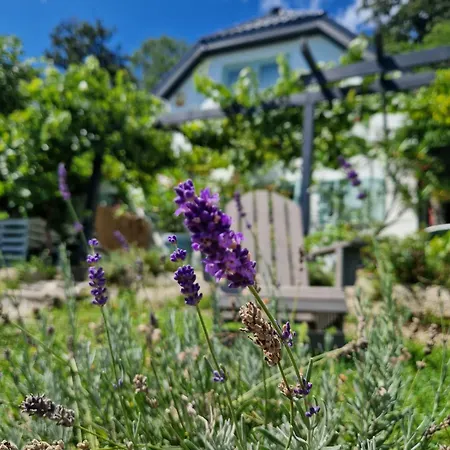 Szoloskert Vendeghaz Badacsony Σπίτι διακοπών Badacsonytomaj